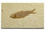 Detailed Fossil Fish (Knightia) - Wyoming #333915-1